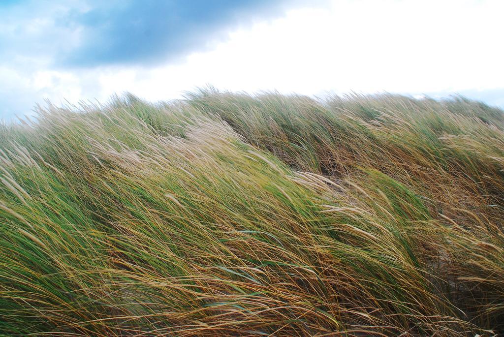 Dune Bep Schiermonnikoog Eksteriør billede